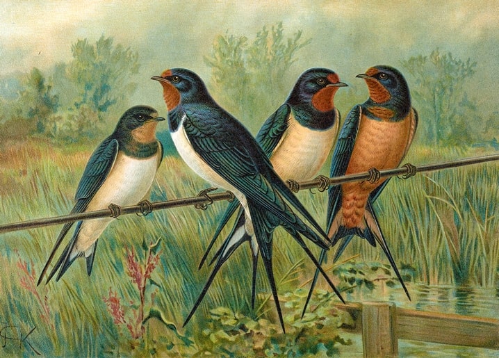 Four barn swallows perched on a wire above meadow grass and a pond