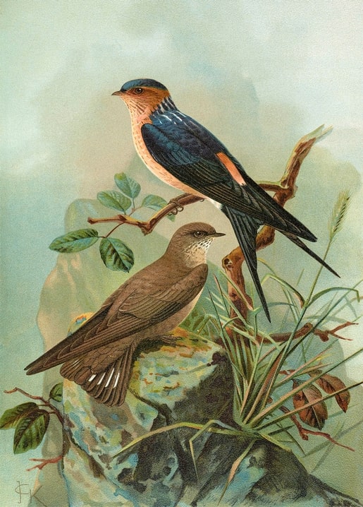 Barn Swallow and Rock Swallow perched on a rocky ledge amid grass and leaves, vintage bird illustration