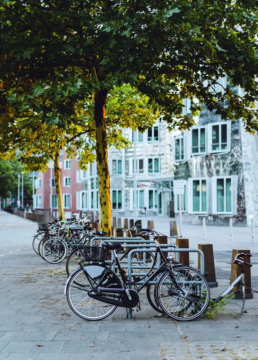 Bicycles parked in a row beneath a leafy tree on a quiet city street with modern apartment buildings