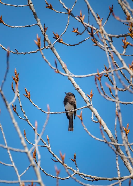 Small bird perched on a bare branch with reddish buds against blue sky