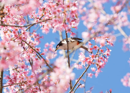 Small bird perched among pink cherry blossom branches against a clear blue sky