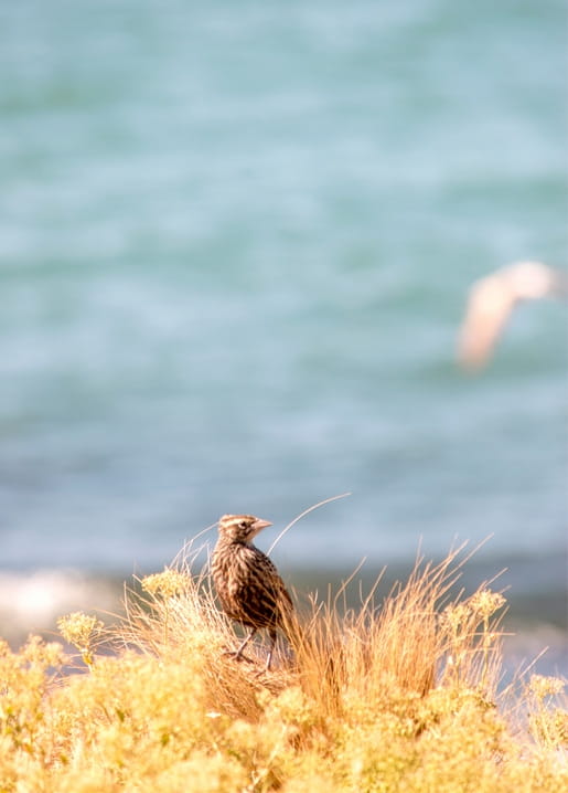 Kleiner gestreifter Vogel im goldenen Dünengras vor verschwommenem Meer und fliegendem Vogel