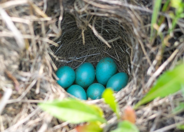 Blaue gesprenkelte Eier in einem Nest aus trockenem Gras