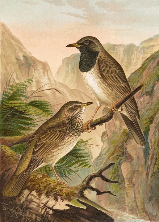 Two Black-bellied Thrushes perched above a misty mountain gorge with ferns, vintage ornithological illustration