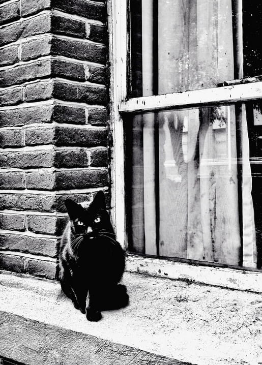 Black cat sitting on a brick windowsill, staring at the camera in front of a lace-curtained window.