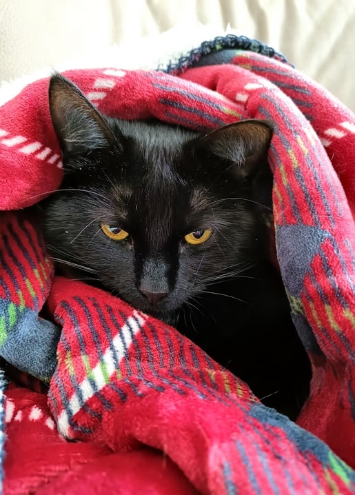 Schwarze Katze mit bernsteinfarbenen Augen in karierter Decke