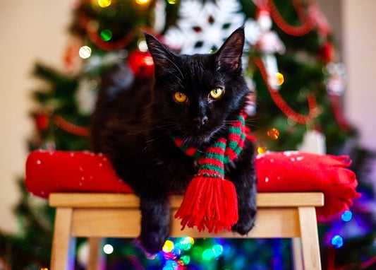 Black cat wearing a red-and-green scarf sitting in front of a Christmas tree