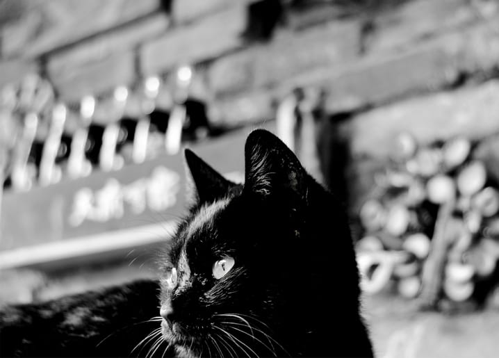 Schwarze Katze blickt nach oben in einem sonnigen Tempelhof, Schwarz-Weiß-Foto