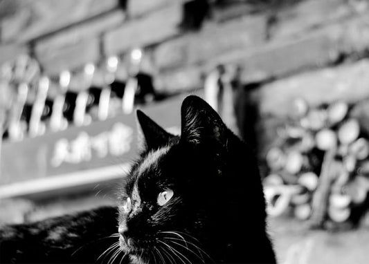 Black cat looking upward in a sunlit temple courtyard, black-and-white photo