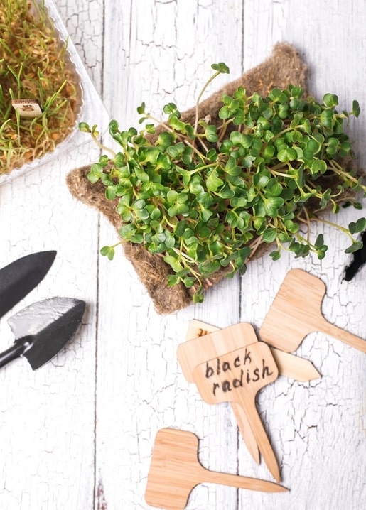 Мікрозелень чорної редьки на мішковині поряд із дерев'яними табличками та лопаткою