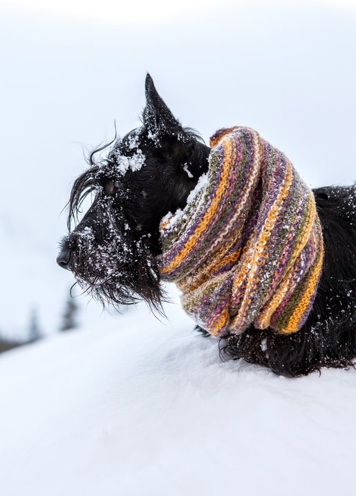 Black terrier with snow on its whiskers wearing a colorful striped knit scarf
