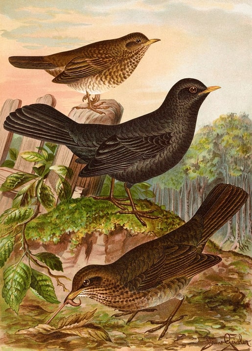 Black Thrush trio by a wooden garden fence, one pulling a worm from the ground, vintage illustration