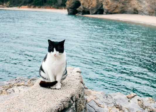 Schwarzweiße Katze sitzt auf Felsvorsprung über türkiser Bucht mit Klippen
