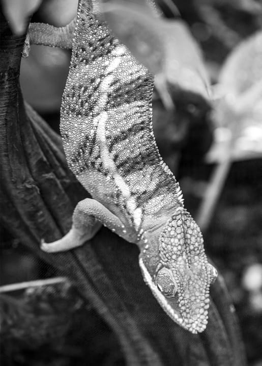 Black and white card