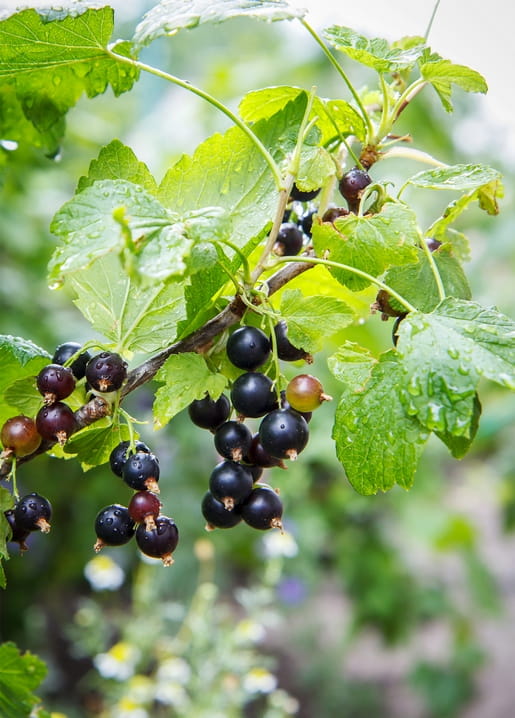 Nahaufnahme reifer schwarzer Johannisbeeren mit Regentropfen am Zweig