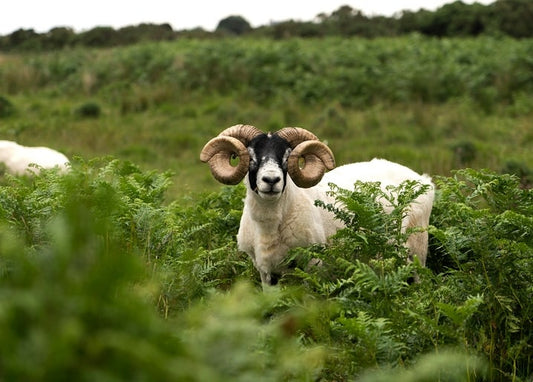 Blackface ram with curled horns standing in green bracken, looking at camera