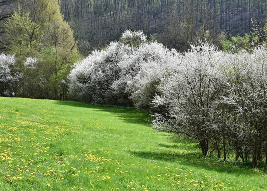 White blackthorn blossom along a meadow scattered with yellow dandelions