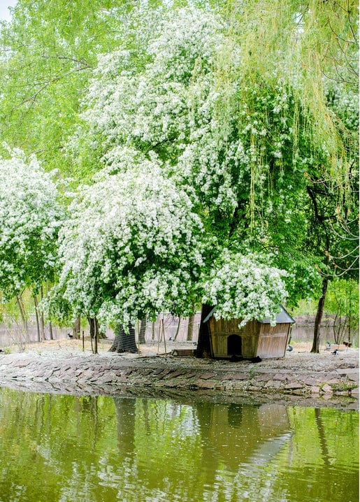 White blossoming tree over a wooden gazebo reflected in a pond in Ivano-Frankivsk
