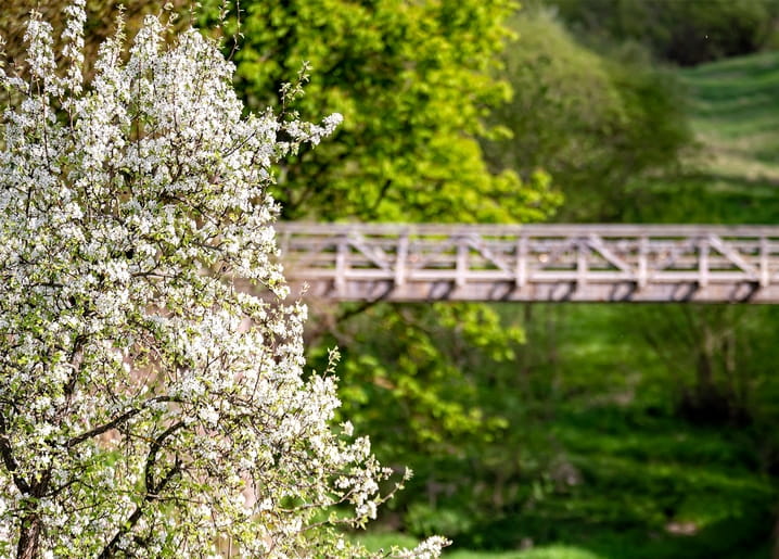 White-blossomed tree beside a wooden footbridge over a green forest ravine