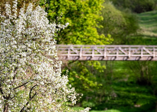 White-blossomed tree beside a wooden footbridge over a green forest ravine
