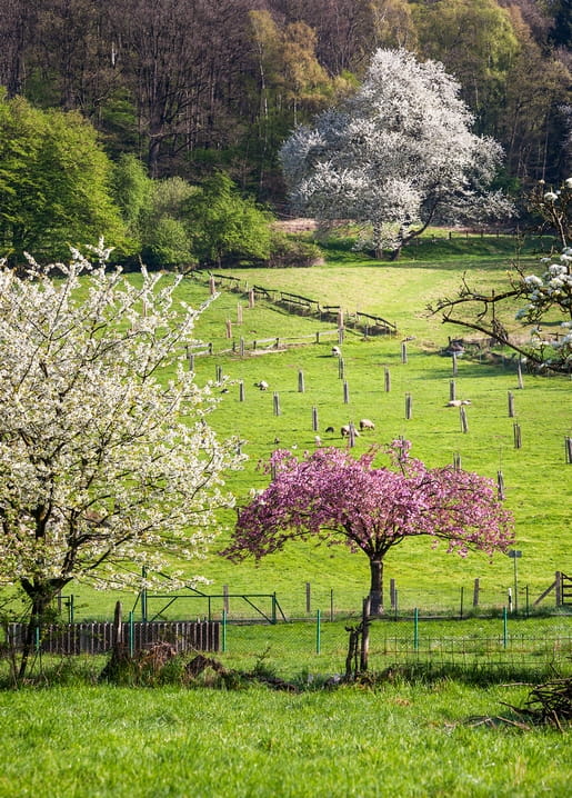 Pink and white blossoming trees on a hillside pasture with grazing sheep