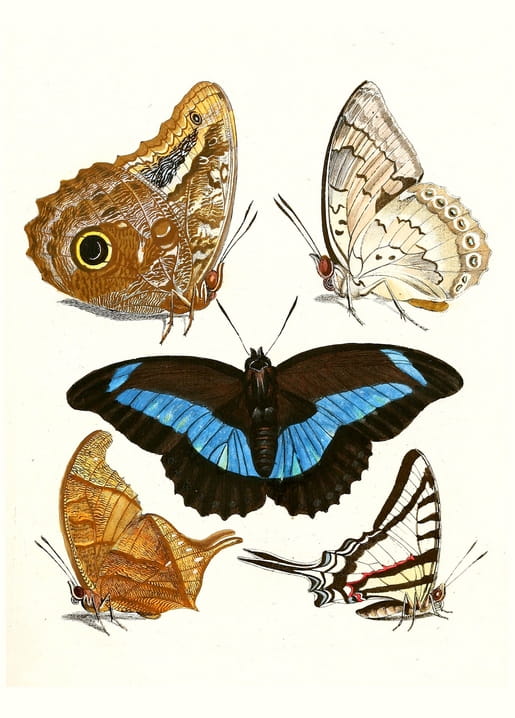 18th-century engraving of five butterflies and moths, centered on one with vivid blue-banded black wings