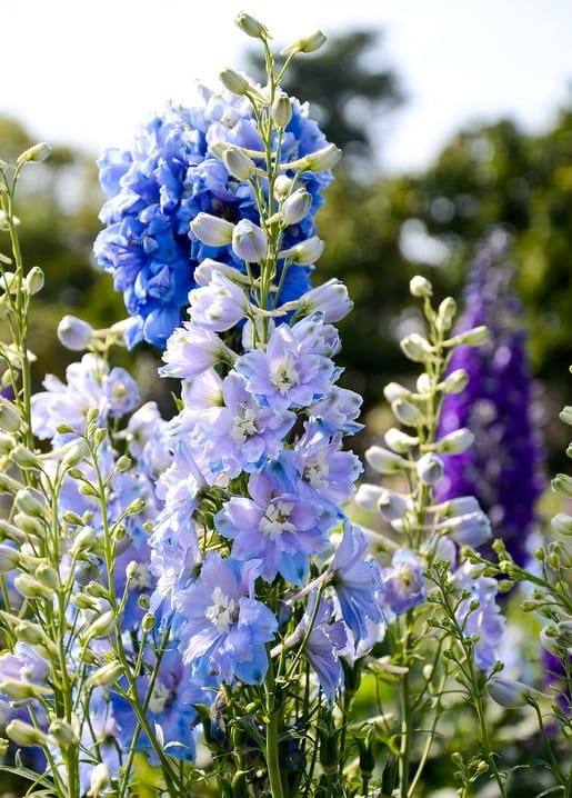 Hohe blaue und violette Rittersporn-Blüten vor unscharfem grünem Garten