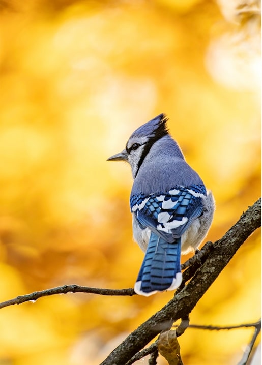 Blue jay perched on a bare branch against a blurred golden autumn foliage background