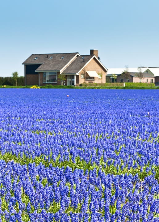 Rows of blue grape hyacinths in a flower field with a Dutch farmhouse behind