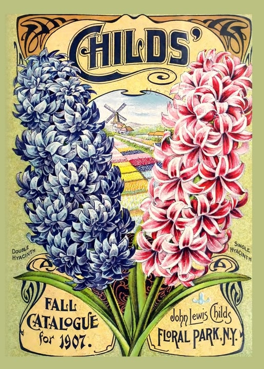 Illustration of blue double and pink single hyacinths flanking a windmill tulip field, from Childs' 1907 seed catalogue.