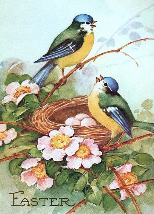 Zwei Blaumeisen neben einem Nest mit Eiern zwischen wilden Heckenrosen, Vintage-Osterpostkarte