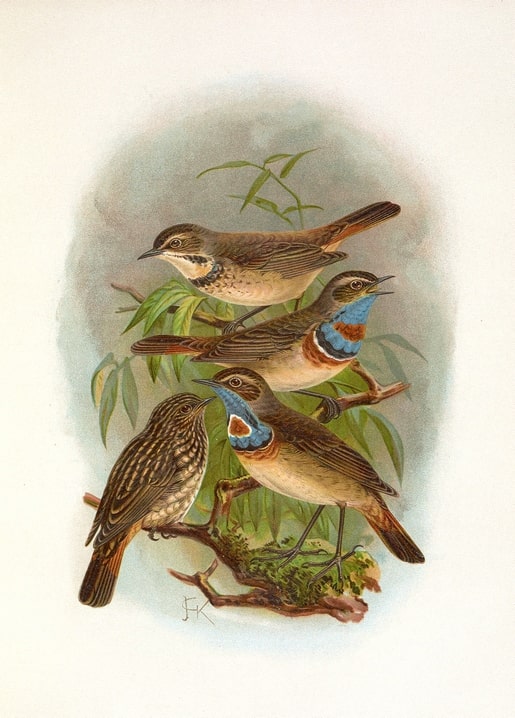 Vintage illustration of four bluethroats with blue and orange throat patches on a mossy branch