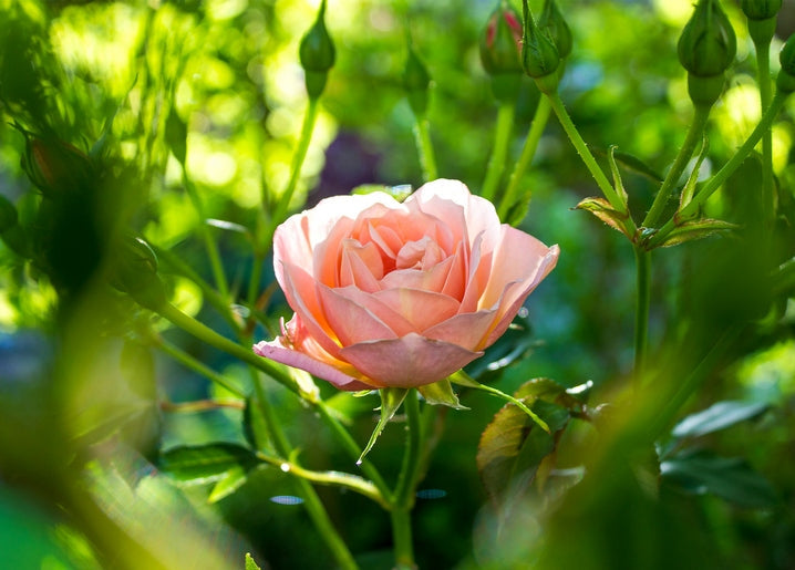 Close-up of a blush-pink rose blooming among green leaves in sunlight