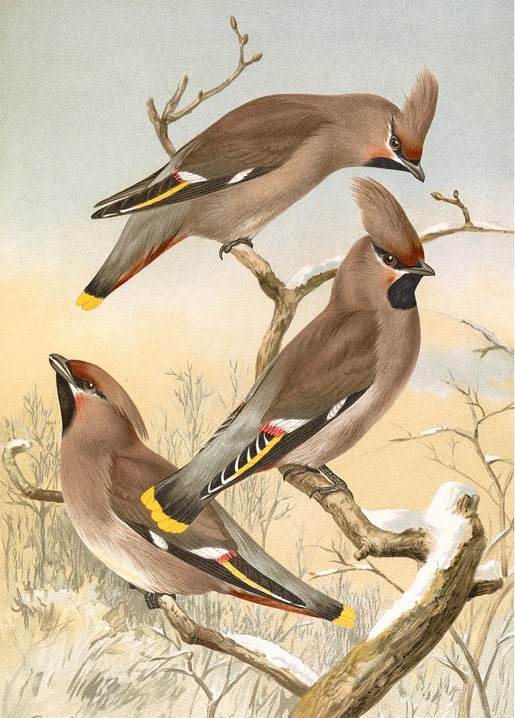 Vintage illustration of three Bohemian Waxwings perched on a snowy branch against a pale winter sky