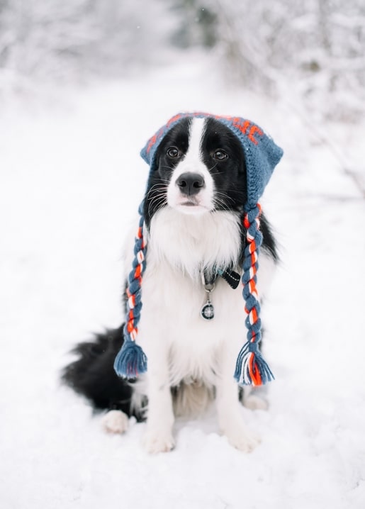 Border collie sitting on a snowy forest path wearing a blue knit hood with braided ties