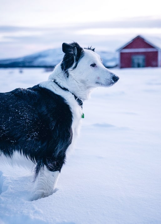 Black-and-white border collie standing in snow with a red barn in the background