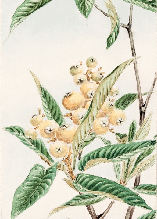 Flowers and plants illustration by Megata Morikaga