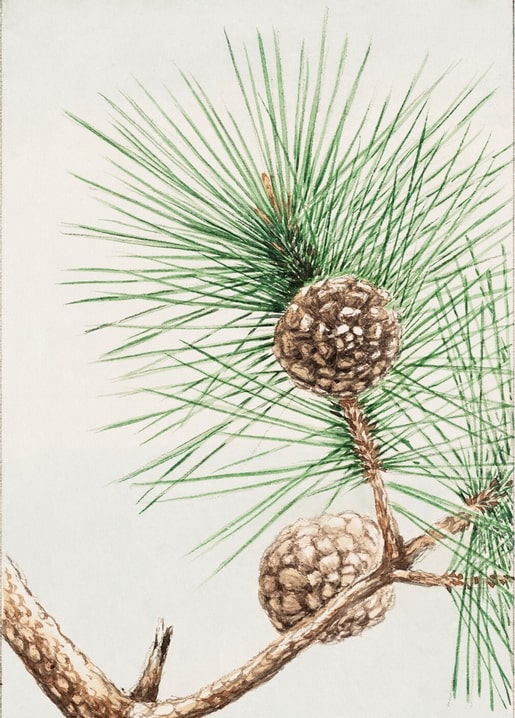 Flowers and plants illustration by Megata Morikaga