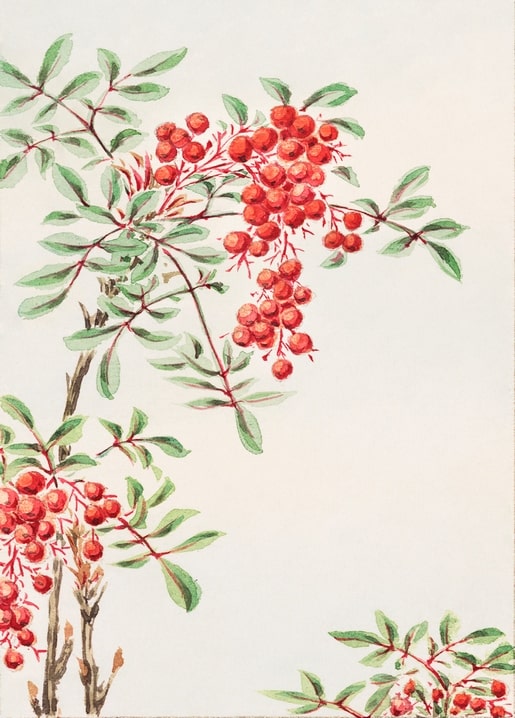 Flowers and plants illustration by Megata Morikaga