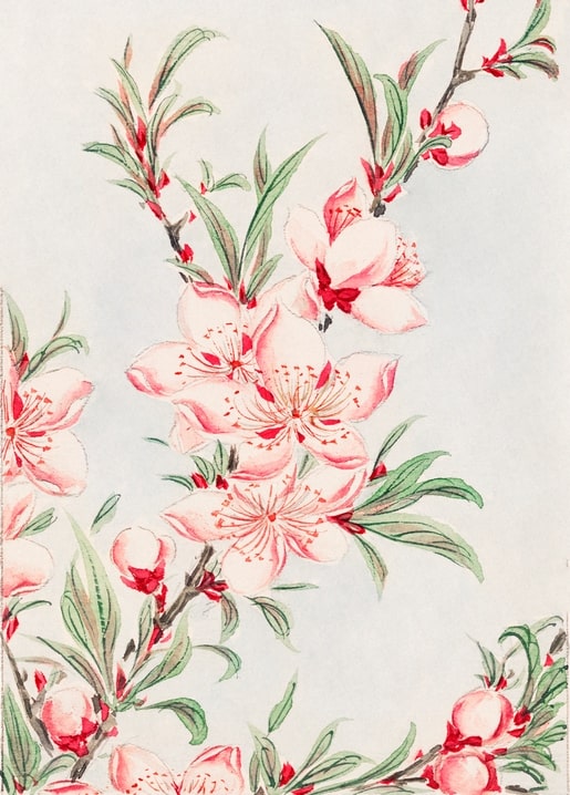 Flowers and plants illustration by Megata Morikaga