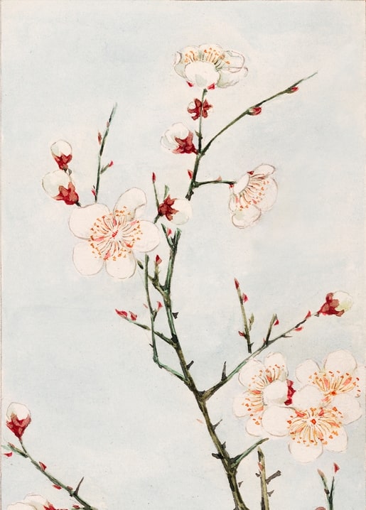 Flowers and plants illustration by Megata Morikaga