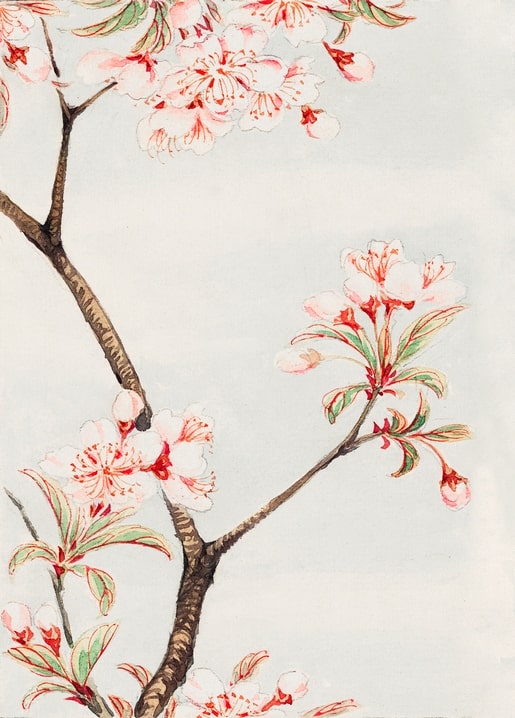 Flowers and plants illustration by Megata Morikaga