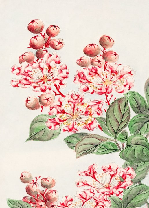 Flowers and plants illustration by Megata Morikaga