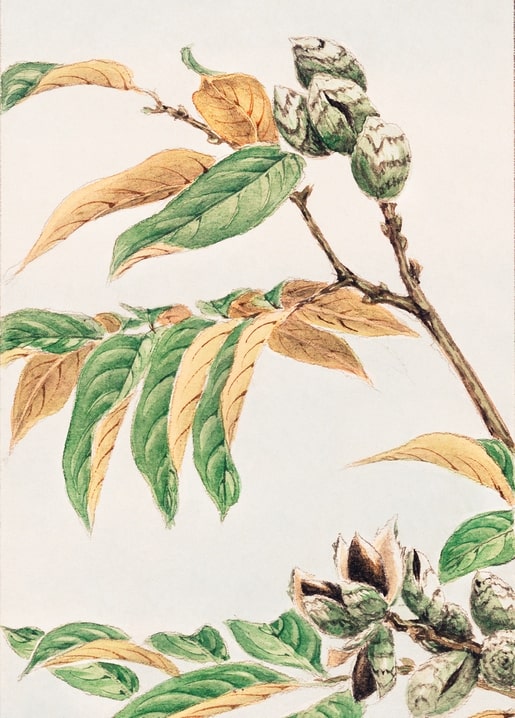 Flowers and plants illustration by Megata Morikaga