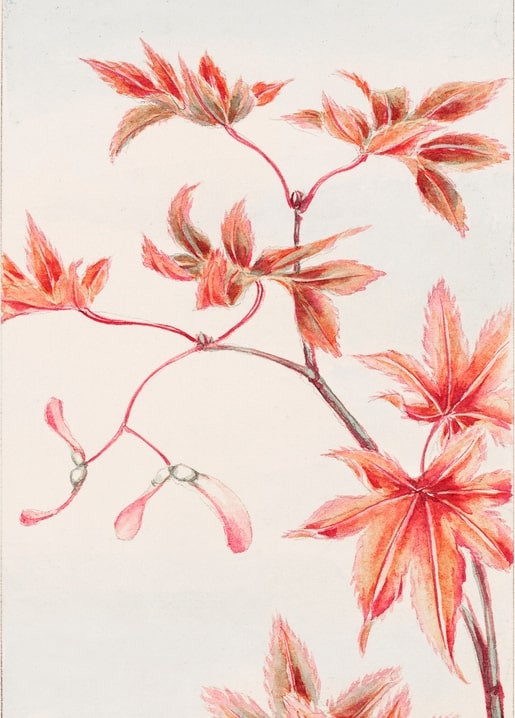 Flowers and plants illustration by Megata Morikaga