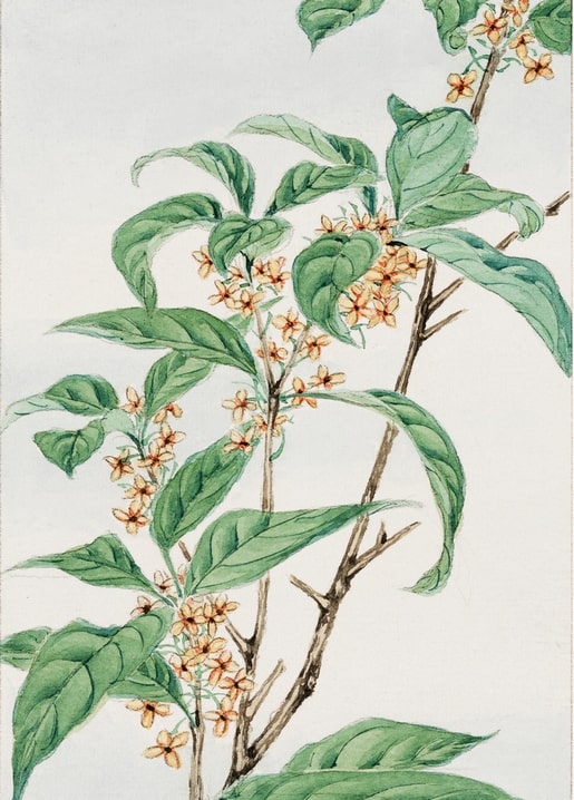 Flowers and plants illustration by Megata Morikaga