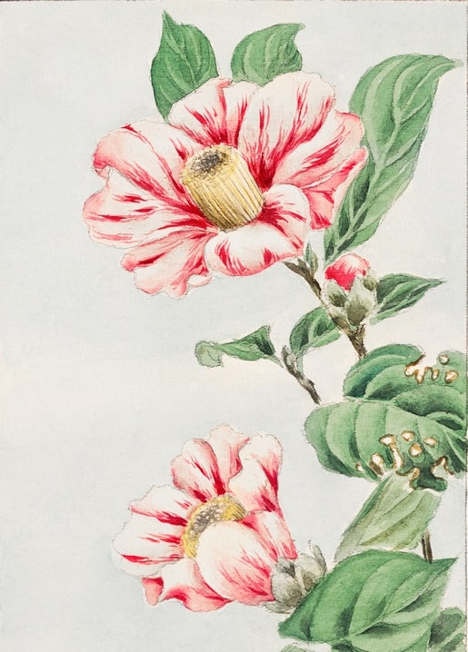 Flowers and plants illustration by Megata Morikaga