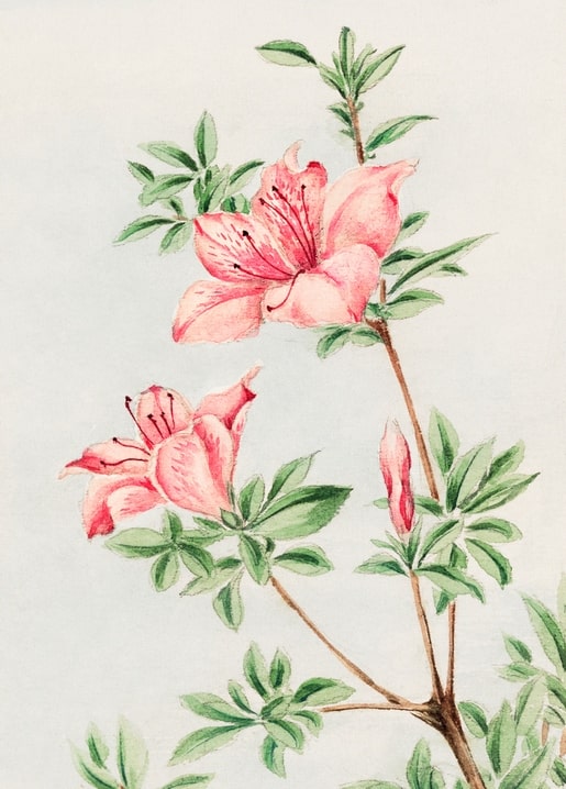 Flowers and plants illustration by Megata Morikaga