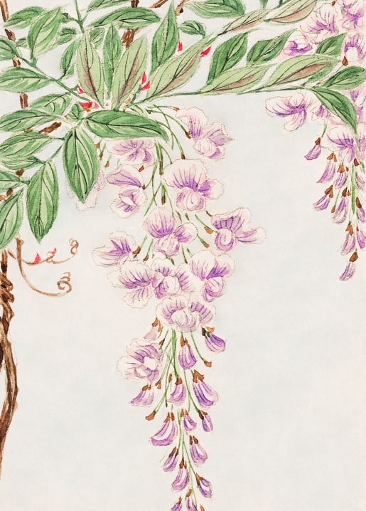 Flowers and plants illustration by Megata Morikaga