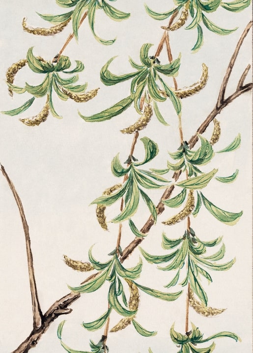 Flowers and plants illustration by Megata Morikaga